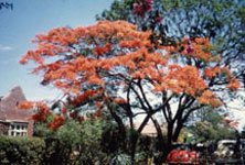 Flamboyant tree in Gifford Avenue