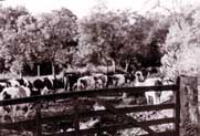 Cows at Aston Pigott Farm, 1951