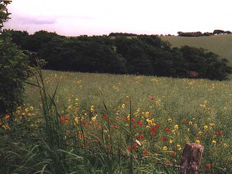 Public Footpath from Stanmer Park to Lewes