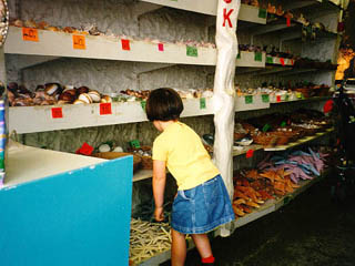 The Shell Shop