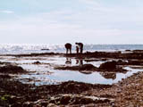 Looking In The Rockpools