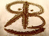 The Raving Bonkers logo