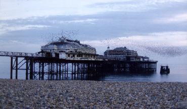 Starlings on the West Pier