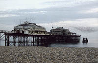 starlings flying over the West Pier